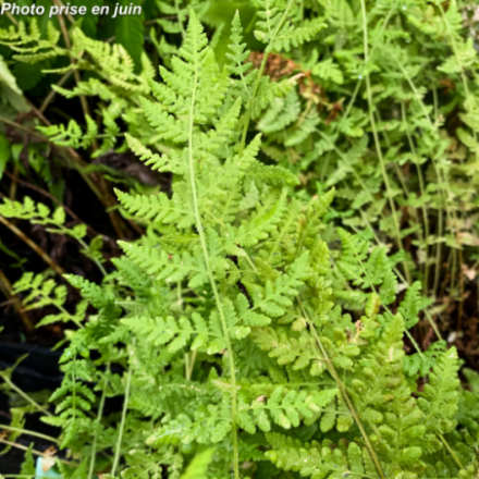 Woodsia obtusa