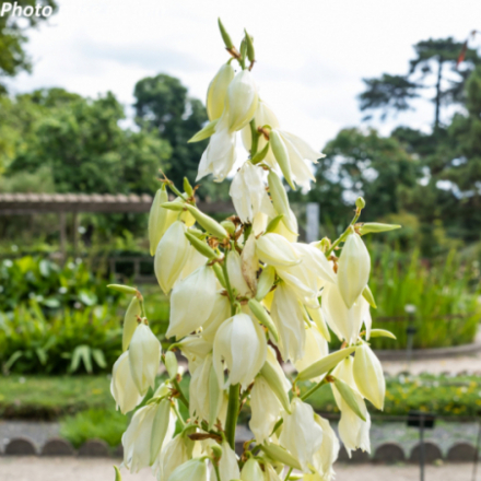 Yucca filamentosa - Palmier
