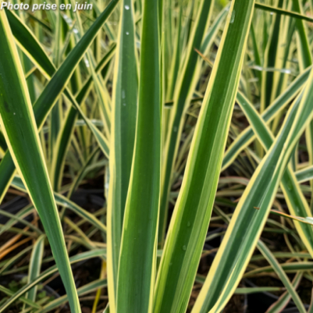 Yucca filamentosa 'Bright Edge' - Palmier