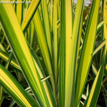 Yucca filamentosa 'Golden Sword' - Palmier