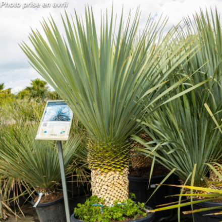 Yucca rostrata - Palmier