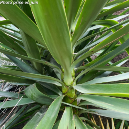 Yucca elephantipes - Palmier