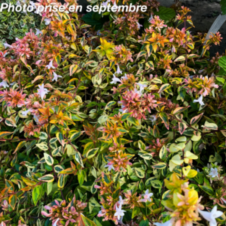 Abelia x grandiflora 'Kaleidoscope' - Abélia à grandes fleurs