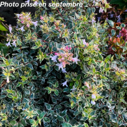 Abelia x grandiflora 'Stereden' ®