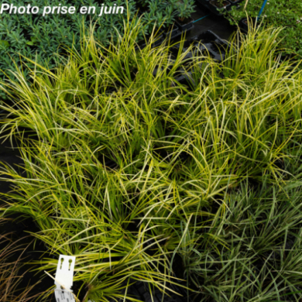 Acorus gramineus 'Ogon'