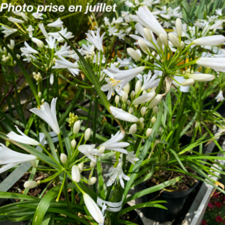 Agapanthus africanus 'Nina ® White Mon Sapho' - Agapanthe