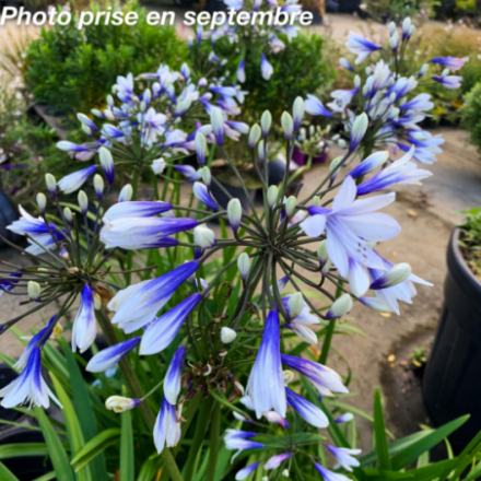 Agapanthus 'Twister' - Agapanthe
