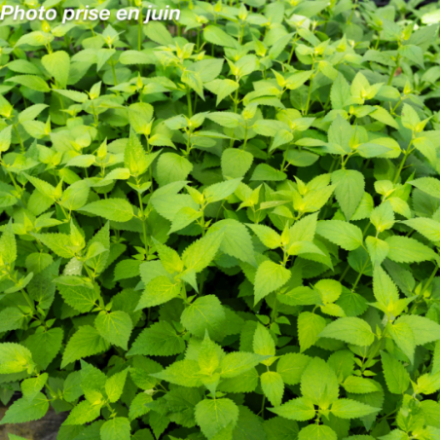 Agastache foeniculum 'Blue Fortune'