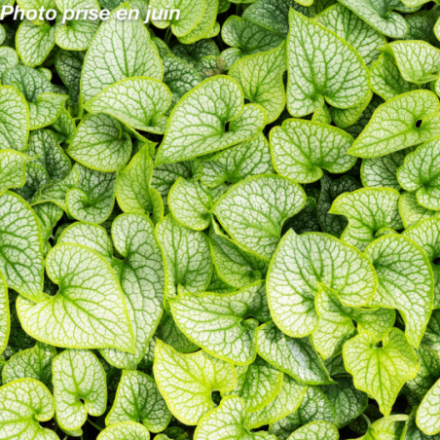 Brunnera macrophylla 'Alexanders Great®'