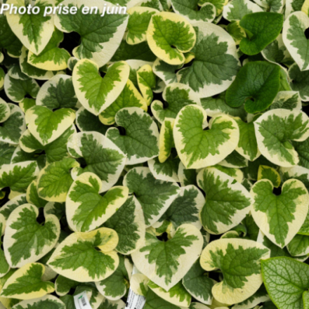 Brunnera macrophylla 'Variegata'