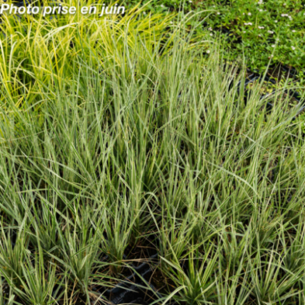 Calamagrostis acutiflora 'Overdam'