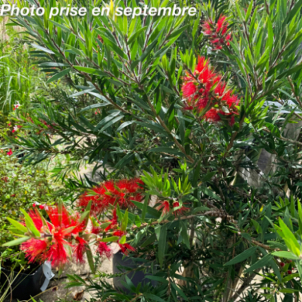 Callistemon masotti 'Mini red'