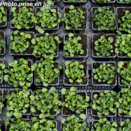 Campanula portenschlagiana 'Catharina'