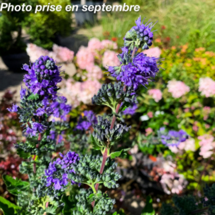 Caryopteris 'Blue Fountain'