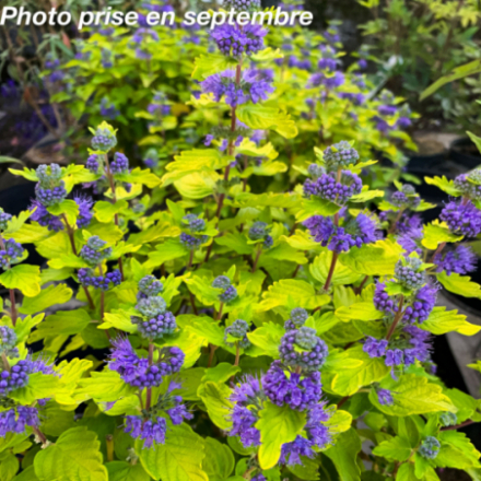 Caryopteris x clandonensis 'Good as Gold'