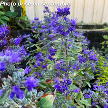 Caryopteris x clandonensis 'Heavenly Blue'