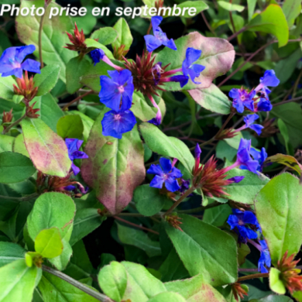Ceratostigma plumbaginoïdes