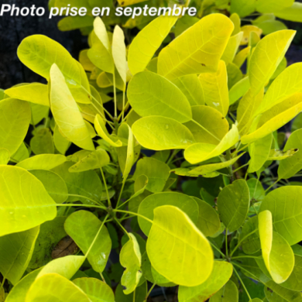Cotinus coggygria 'Golden Lady'