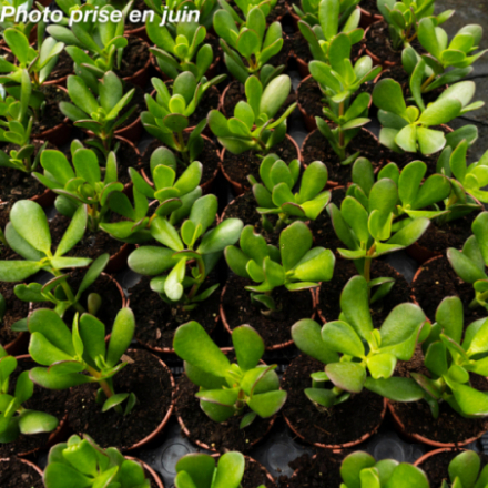 Crassula ovata - Arbre De Jade