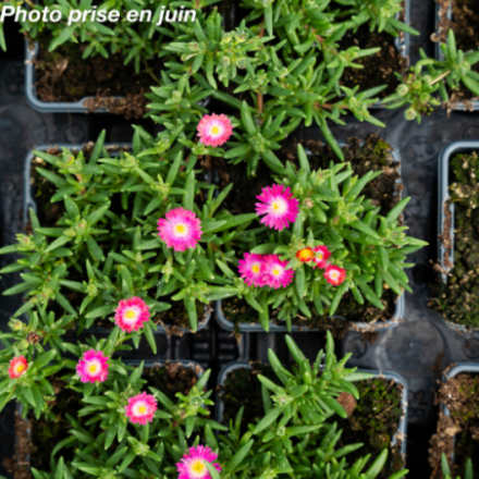 Delosperma jewel of desert 'Amethyst' - Ficoïde