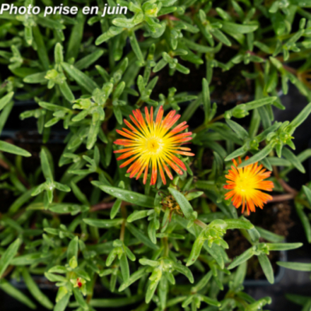 Delosperma meyeri 'Wheels Of Wonder Fire Rouge' - Pourpier vivace