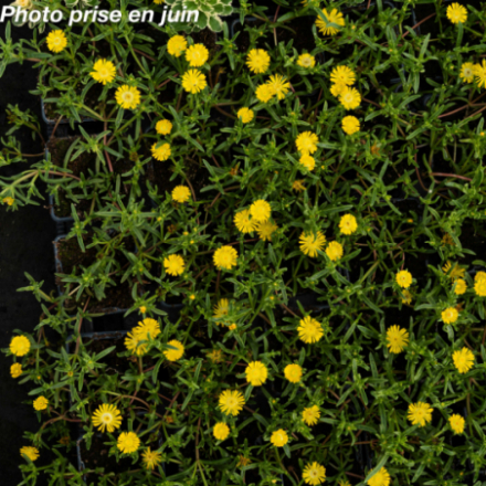 Delosperma meyeri 'Wheels Of Wonder Golden' - Pourpier vivace