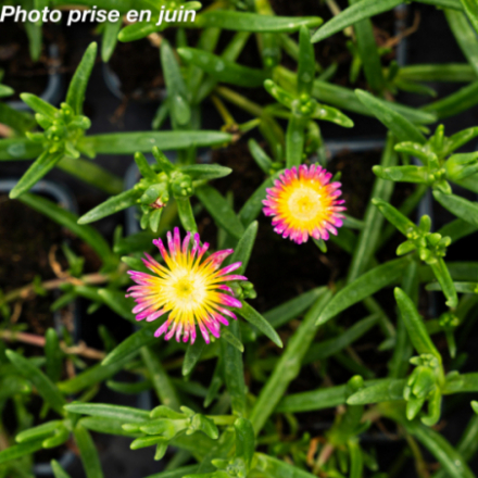 Delosperma meyeri 'Wheels Of Wonder Hot Pink' - Pourpier vivace