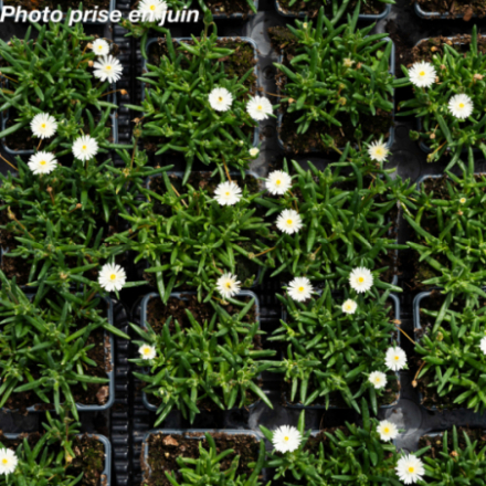 Delosperma x 'Jewel of desert Moonstone' - Ficoïde
