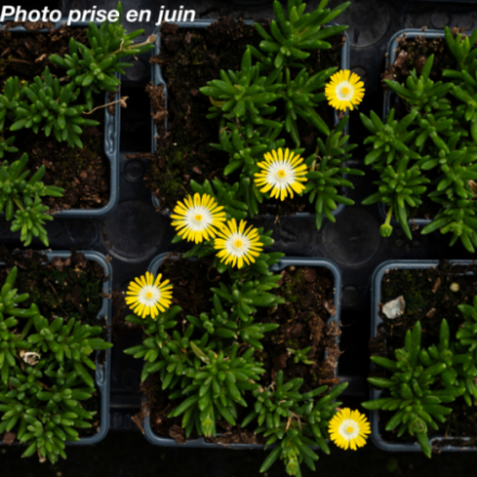 Delosperma x 'Jewel of desert Peridott' - Ficoïde