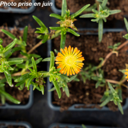 Delosperma x 'Wheels Of Wonder Orange' - Pourpier vivace