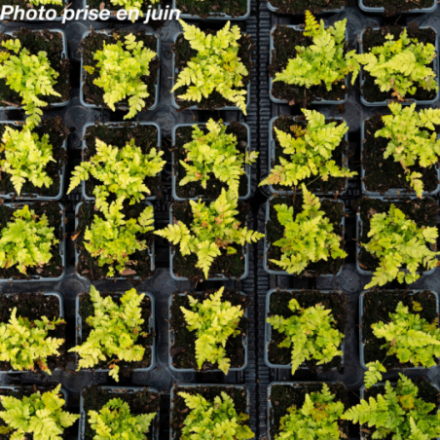 Dryopteris erythrosora