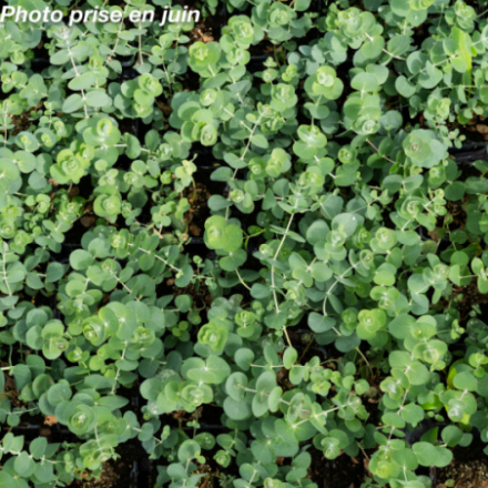Eucalyptus pulverulenta 'Baby Blue'