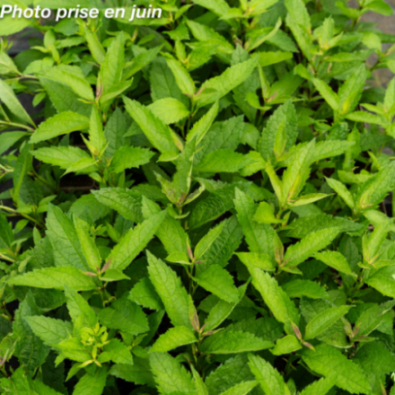 Eupatorium dubium 'Baby Joe'