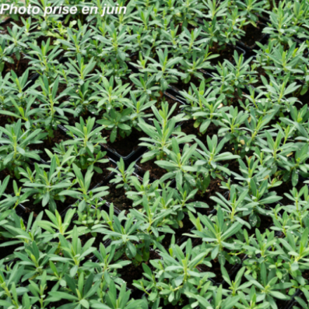 Euphorbia characias 'Wulfenii'