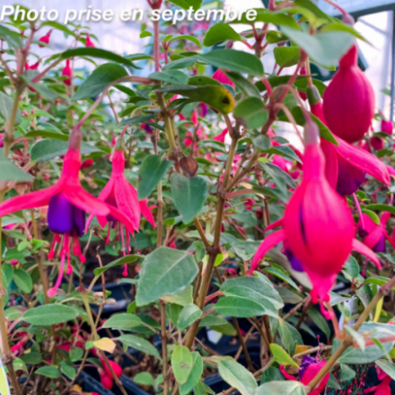 Fuchsia flavum 'Tom Thumb'