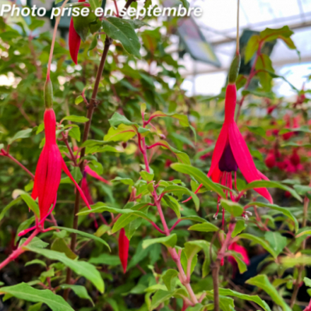 Fuchsia magellanica 'Riccartonii'