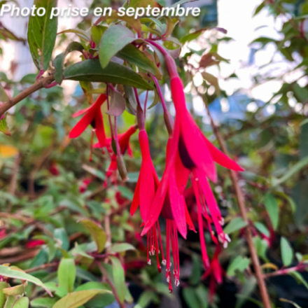 Fuchsia regia 'Reitzii'