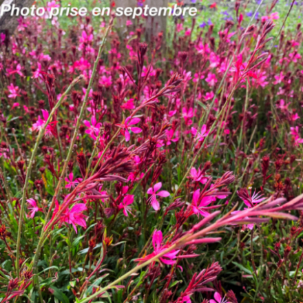 Gaura lindheimeri 'Steffi Dark Rose'