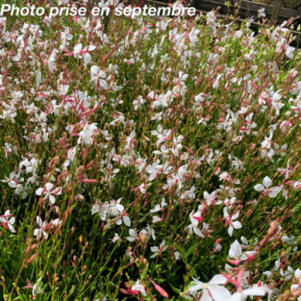Gaura lindheimeri 'Steffi White' - Gaura de Lindheimer