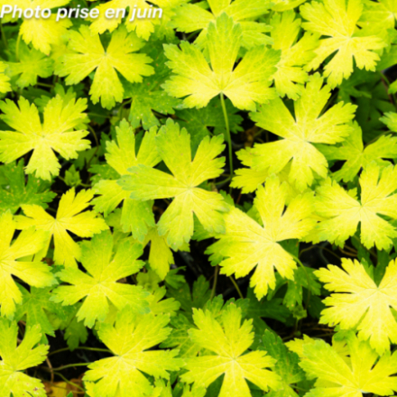 Geranium 'Ann Folkard'