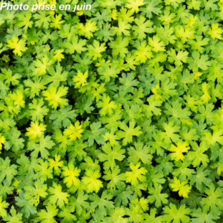 Geranium 'Anne Thomson'