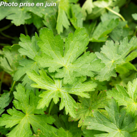 Geranium 'J.S® Matu Vu'®