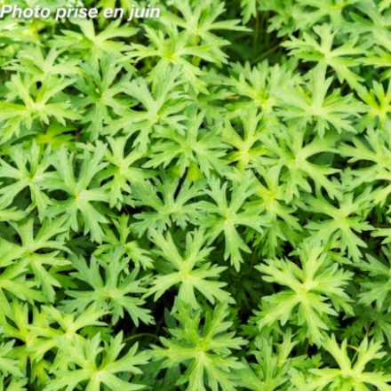 Geranium occidentalis 'Eureka Blue™'