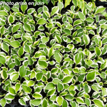 Hosta 'Minute Man'