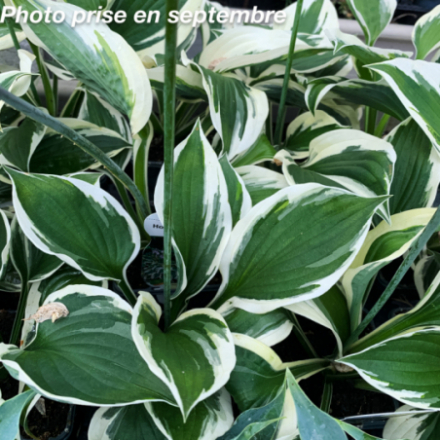 Hosta 'Patriot'
