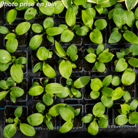 Hosta 'Purple Heart'