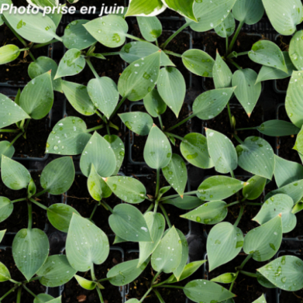 Hosta tardiana 'Halcyon'
