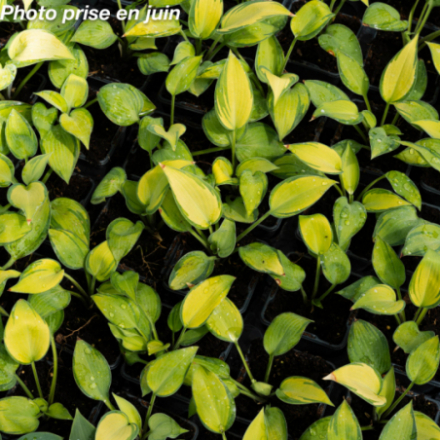 Hosta tardiana 'June'