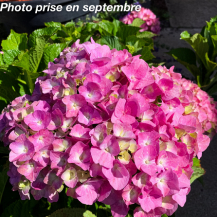 Hydrangea macrophylla 'Belle Seduction' - Hortensia