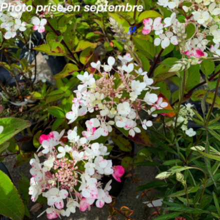 Hydrangea paniculata 'Diamant Rouge' - Hortensia